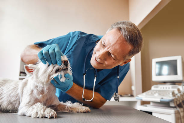 Best Walk-In Emergency Dental Services in Sun City West, AZ